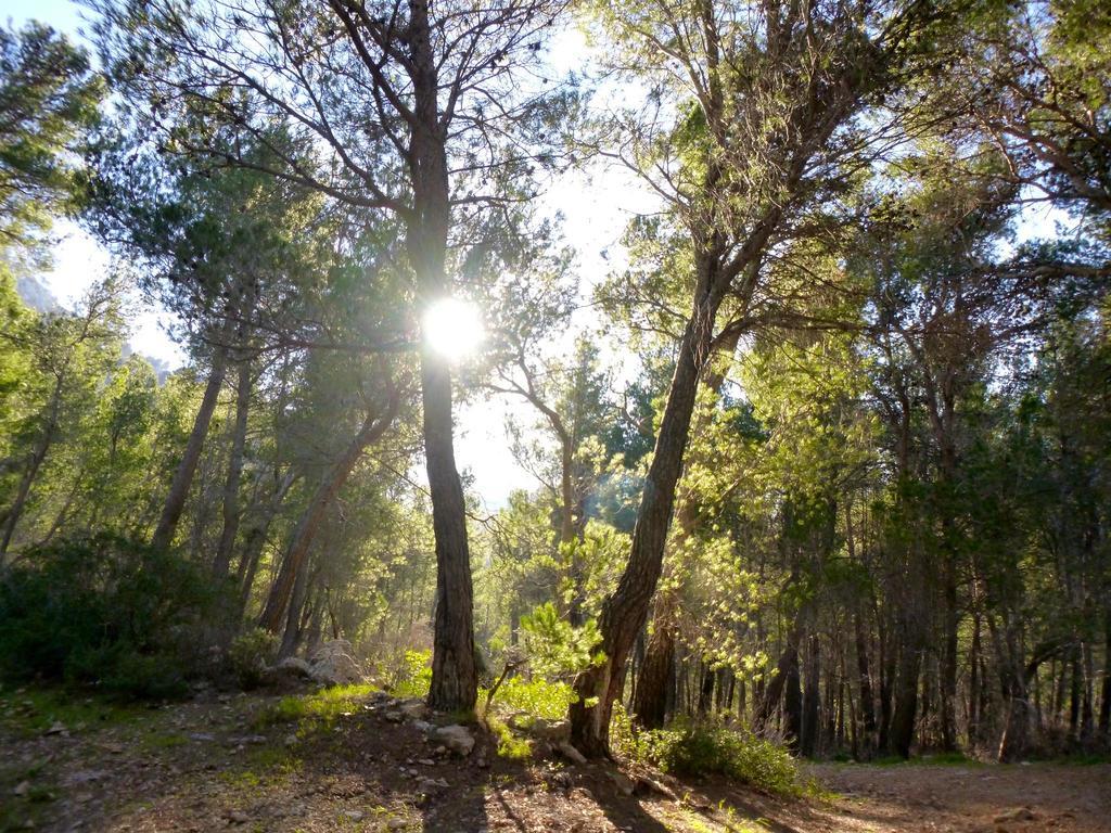 Finca Ses Fontanelles Andraitx Exteriér fotografie