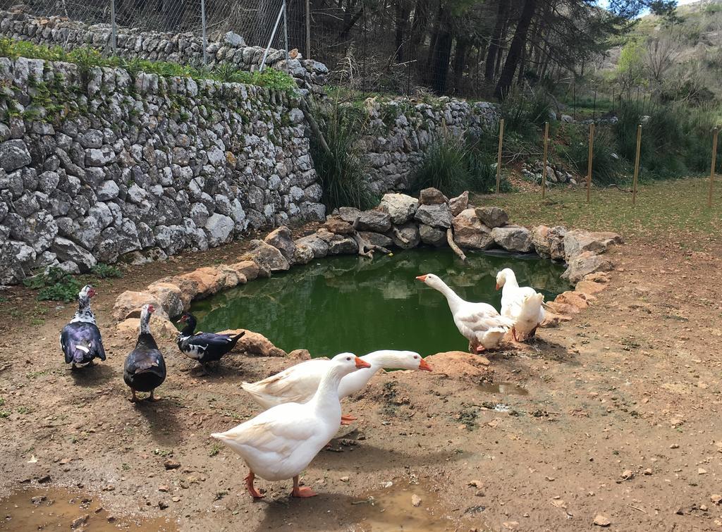 Finca Ses Fontanelles Andraitx Exteriér fotografie
